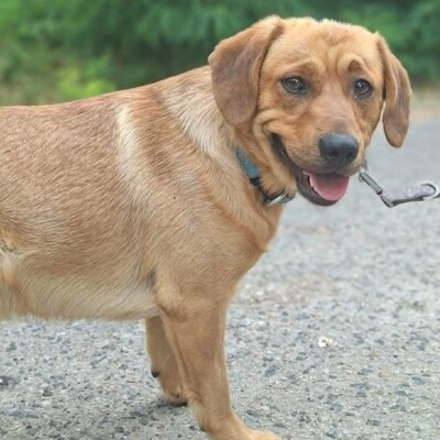 ❤️Doey Appenzeller Mix, ist außergewöhnlich menschenfreundlich und fast schnell Vertrauen zu neuen Gesichtern💥, Appenzeller Mischling - Rüde