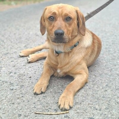 ❤️Doey Appenzeller Mix, ist außergewöhnlich menschenfreundlich und fast schnell Vertrauen zu neuen Gesichtern💥, Appenzeller Mischling - Rüde