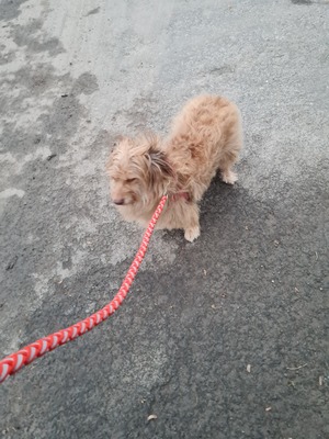 Doggy, Mischling - Hündin