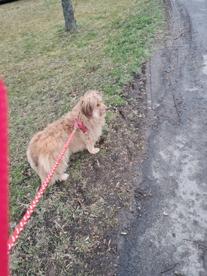 Doggy, Mischling - Hündin
