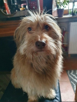 Doggy, Mischling - Hündin