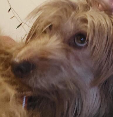 Doggy, Mischling - Hündin