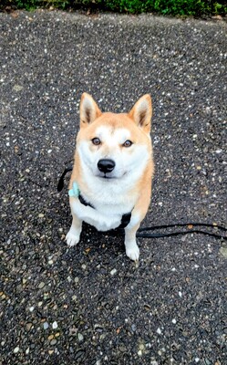 Doji, Shiba-Inu - Rüde