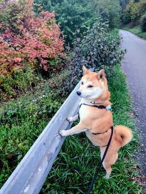 Doji, Shiba-Inu - Rüde