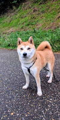 Doji, Shiba-Inu - Rüde