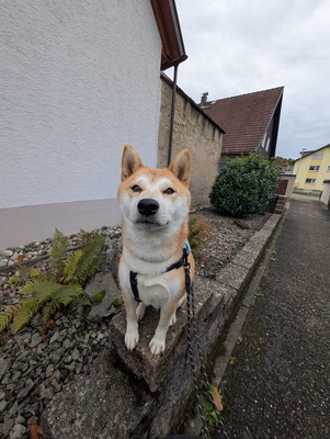 Doji, Shiba-Inu - Rüde