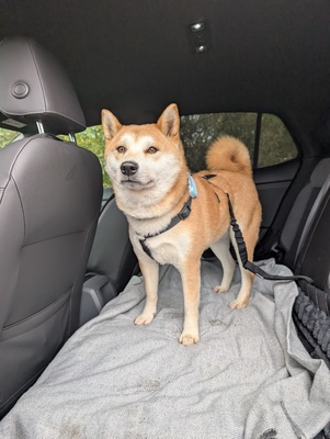 Doji, Shiba-Inu - Rüde