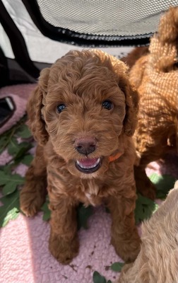 Dolar, Cockapoo-Welpen Welpen - Rüde