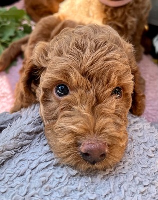 Dolar, Cockapoo-Welpen Welpen - Rüde