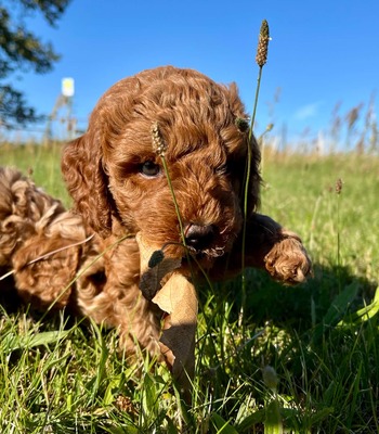 Dolar, Cockapoo-Welpen Welpen - Rüde