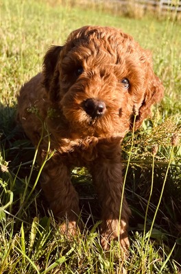 Dolar, Cockapoo-Welpen Welpen - Rüde