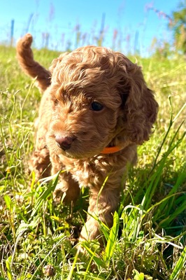 Dolar, Cockapoo-Welpen Welpen - Rüde