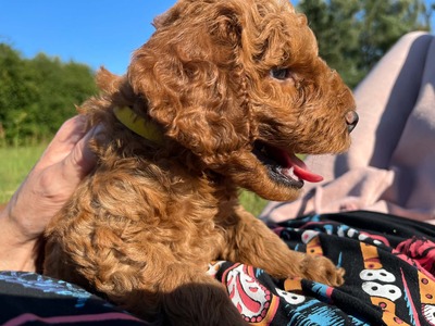 Dolar, Cockapoo-Welpen Welpen - Rüde