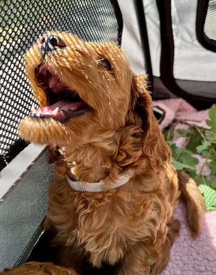 Dolar, Cockapoo-Welpen Welpen - Rüde