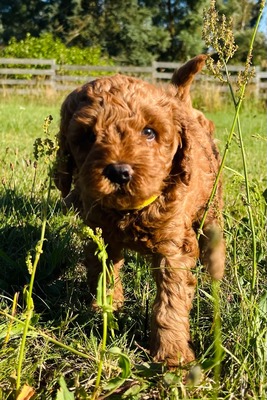 Dolar, Cockapoo-Welpen Welpen - Rüde