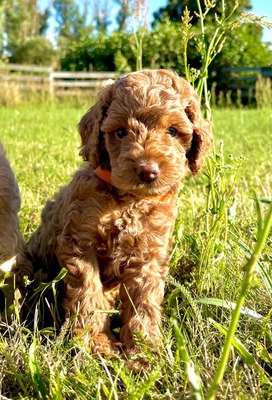 Dolar, Cockapoo-Welpen Welpen - Rüde