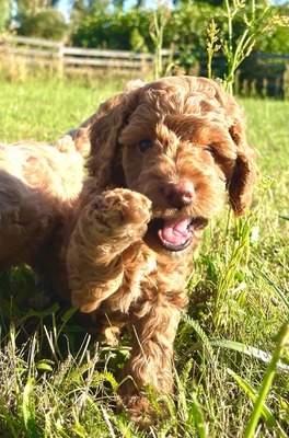 Dolar, Cockapoo-Welpen Welpen - Rüde