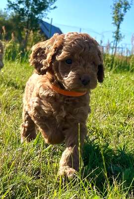Dolar, Cockapoo-Welpen Welpen - Rüde