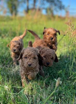 Dolar, Cockapoo-Welpen Welpen - Rüde