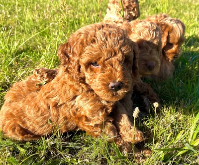 Dolar, Cockapoo-Welpen Welpen - Rüde