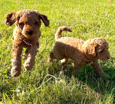 Dolar, Cockapoo-Welpen Welpen - Rüde