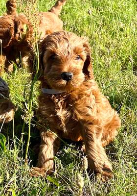 Dolar, Cockapoo-Welpen Welpen - Rüde