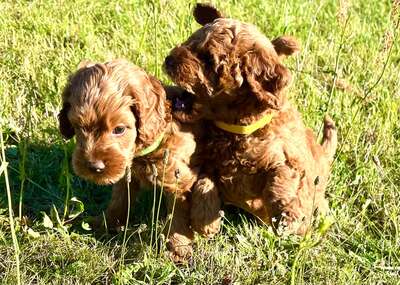 Dolar, Cockapoo-Welpen Welpen - Rüde
