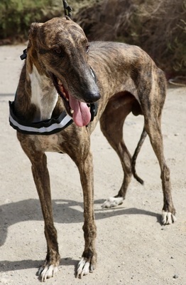 Dolar, Galgo Espanol - Rüde