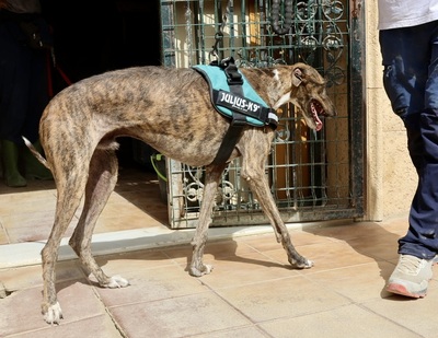 Dolar, Galgo Espanol - Rüde