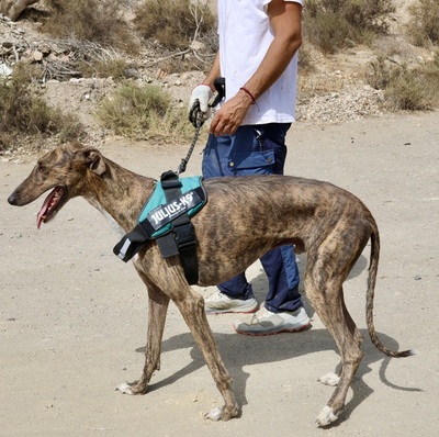 Dolar, Galgo Espanol - Rüde