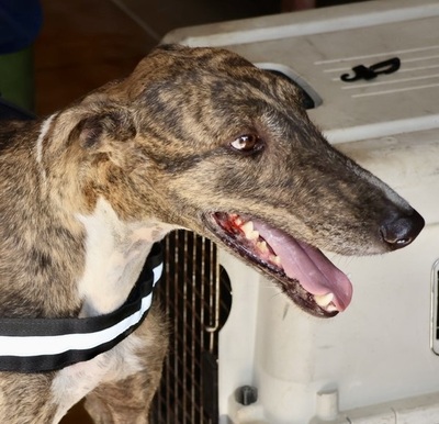 Dolar, Galgo Espanol - Rüde