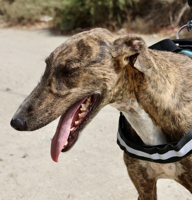 Dolar, Galgo Espanol - Rüde