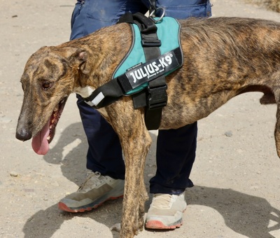 Dolar, Galgo Espanol - Rüde