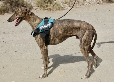 Dolar, Galgo Espanol - Rüde