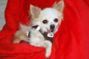 Dolfi, Chihuahua - Rüde