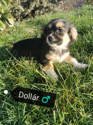 Dollar - super süßer Rüde sucht seine Familie, Chihuahua-Dackel-Mix Welpen - Rüde
