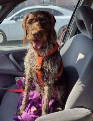 Dollie Deutsch Drahthaar Hündin hat ihr Zuhause verloren