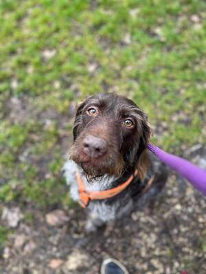 Dollie Deutsch Drahthaar Hündin hat ihr Zuhause verloren, Deutsch Drahthaar - Hündin