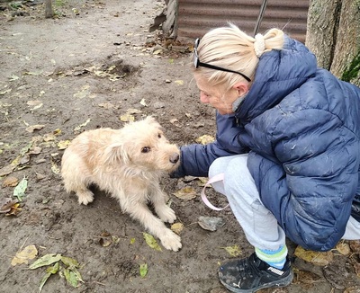 Dolly, unbekannt - Hündin