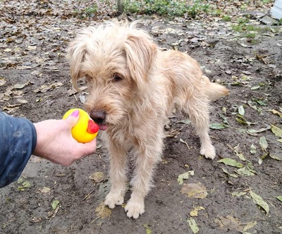 Dolly, unbekannt - Hündin