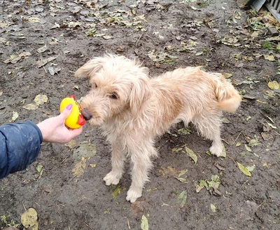 Dolly, unbekannt - Hündin