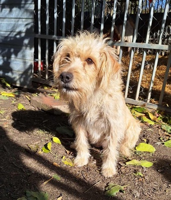 Dolly, unbekannt - Hündin