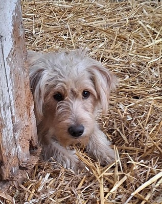 Dolly, unbekannt - Hündin