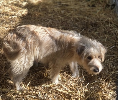 Dolly, unbekannt - Hündin