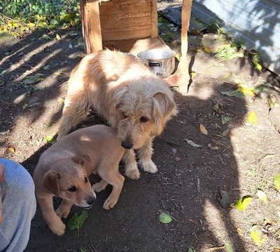 Dolly, unbekannt - Hündin