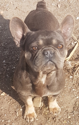 Dolly und Molly, Franz. Bulldogge - Hündin