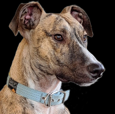 Domingo - sucht dringend einen Pflegeplatz!!!!, Galgo - Rüde