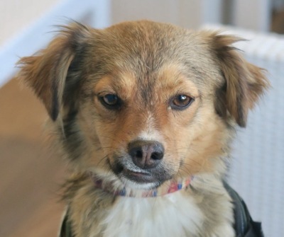 Dominique, Mix - Hündin