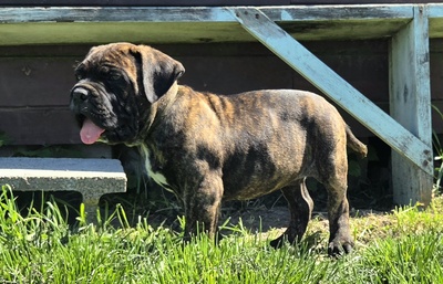 Domino Working Corso, Cane Corso Welpen - Rüde