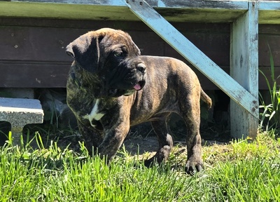 Domino Working Corso, Cane Corso Welpen - Rüde